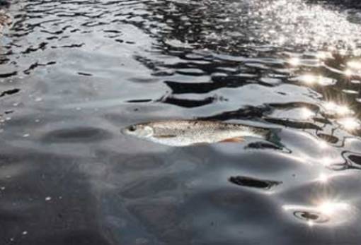 Το δικό σας σχόλιο: «Ευρώτας SOS: Γροθιά στο στομάχι»