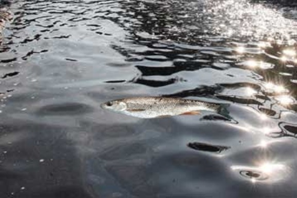 &Tau;&omicron; &delta;&iota;&kappa;ό &sigma;&alpha;&sigmaf; &sigma;&chi;ό&lambda;&iota;&omicron;: &laquo;&Epsilon;&upsilon;&rho;ώ&tau;&alpha;&sigmaf; SOS: &Gamma;&rho;&omicron;&theta;&iota;ά &sigma;&tau;&omicron; &sigma;&tau;&omicron;&mu;ά&chi;&iota;&raquo;