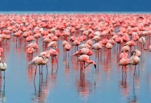 Πάνω από 1.000 φλαμίνγκο έφτασαν στην εμπόλεμη ζώνη της Ουκρανίας