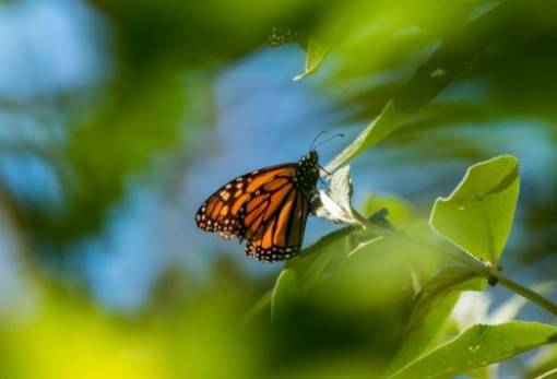 Δάσος στο Μεξικό «μετακόμισε» για να σώσει πεταλούδες που απειλούνται με εξαφάνιση
