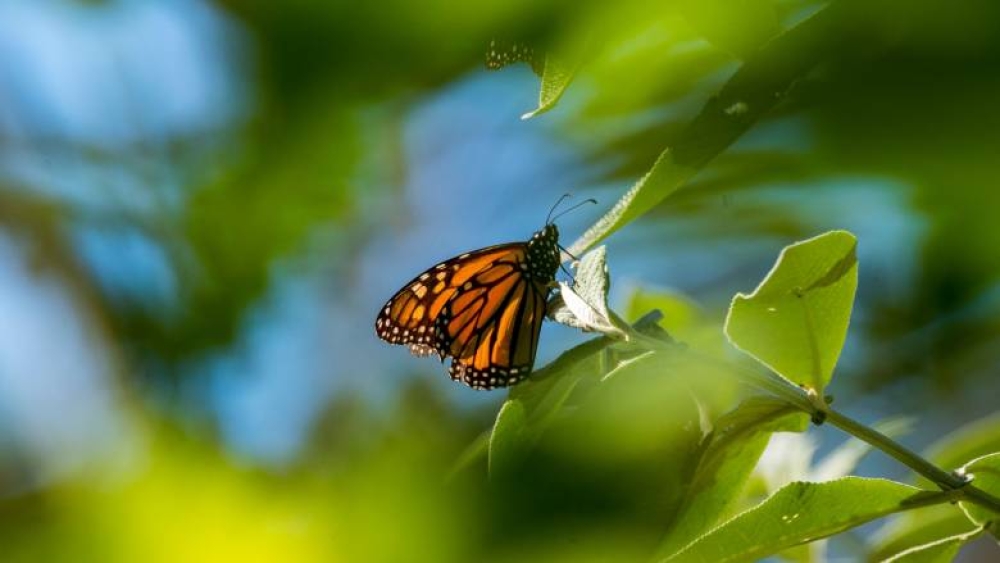 &Delta;ά&sigma;&omicron;&sigmaf; &sigma;&tau;&omicron; &Mu;&epsilon;&xi;&iota;&kappa;ό &laquo;&mu;&epsilon;&tau;&alpha;&kappa;ό&mu;&iota;&sigma;&epsilon;&raquo; &gamma;&iota;&alpha; &nu;&alpha; &sigma;ώ&sigma;&epsilon;&iota; &pi;&epsilon;&tau;&alpha;&lambda;&omicron;ύ&delta;&epsilon;&sigmaf; &pi;&omicron;&upsilon; &alpha;&pi;&epsilon;&iota;&lambda;&omicron;ύ&nu;&tau;&alpha;&iota; &mu;&epsilon; &epsilon;&xi;&alpha;&phi;ά&nu;&iota;&sigma;&eta;