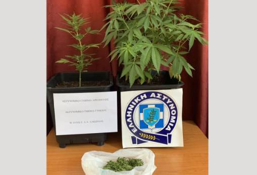 Με «φούντα» και δενδρύλλια πιάστηκε άνδρας στη Μάνη