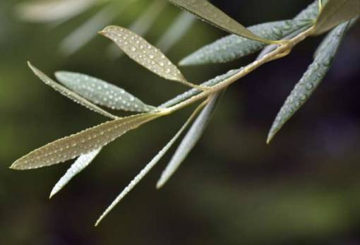 Φυλλόπτωση στην ελιά: φυσιολογική ή σημάδι προβλήματος;