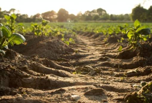 Κινδυνεύουν οι μισές καλλιεργήσιμες εκτάσεις αν η θερμοκρασία αυξηθεί κατά 2°C