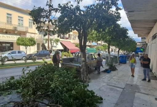 Κλαδεύονται και γίνονται «ομοιόμορφες» οι νεραντζιές της Σπάρτης