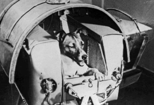 Χνουδωτές διαδρομές: Η Laika εκτοξεύτηκε στο διάστημα