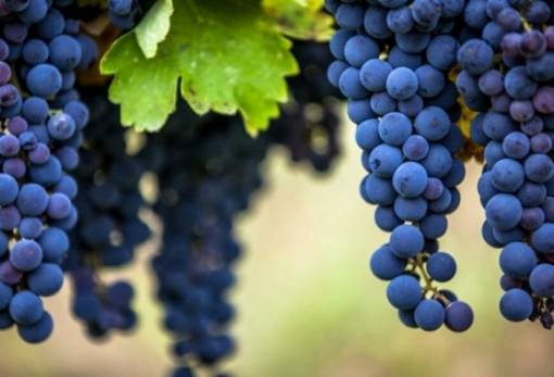 Ο αμπελουργός και τα σταφύλια του