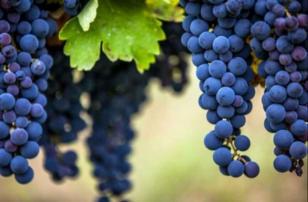 &Omicron; &alpha;&mu;&pi;&epsilon;&lambda;&omicron;&upsilon;&rho;&gamma;ό&sigmaf; &kappa;&alpha;&iota; &tau;&alpha; &sigma;&tau;&alpha;&phi;ύ&lambda;&iota;&alpha; &tau;&omicron;&upsilon;