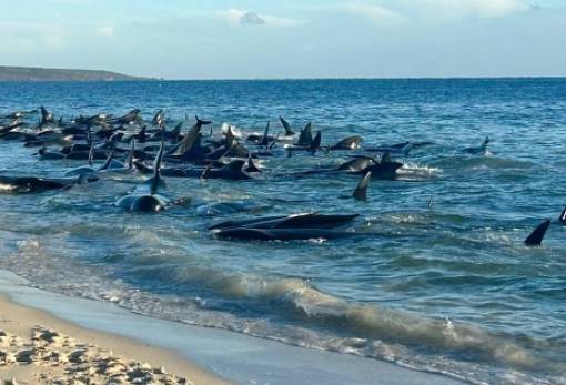 Αυστραλία: Επιχείρηση μαμούθ για τη διάσωση 160 φαλαινών