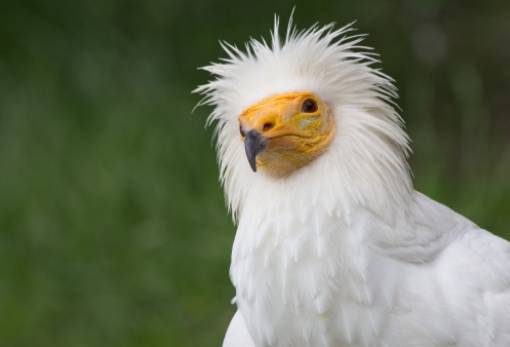 Απειλείται με εξαφάνιση το 21,5% των ζώων, φυτών και μυκήτων της Ελλάδας