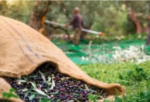 Δυσεύρετοι και ακριβοί οι εργάτες γης στη Λακωνία