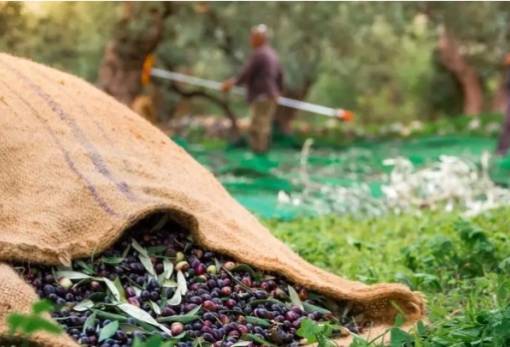 Δυσεύρετοι και ακριβοί οι εργάτες γης στη Λακωνία