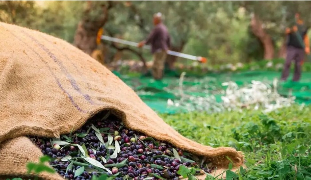 &Delta;&upsilon;&sigma;&epsilon;ύ&rho;&epsilon;&tau;&omicron;&iota; &kappa;&alpha;&iota; &alpha;&kappa;&rho;&iota;&beta;&omicron;ί &omicron;&iota; &epsilon;&rho;&gamma;ά&tau;&epsilon;&sigmaf; &gamma;&eta;&sigmaf; &sigma;&tau;&eta; &Lambda;&alpha;&kappa;&omega;&nu;ί&alpha;