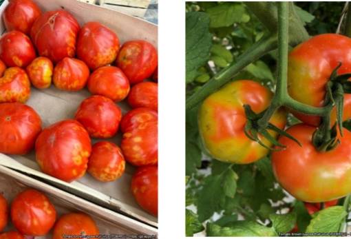 Επανεμφάνιση καστανής ρυτίδωσης της τομάτας στη Λακωνία