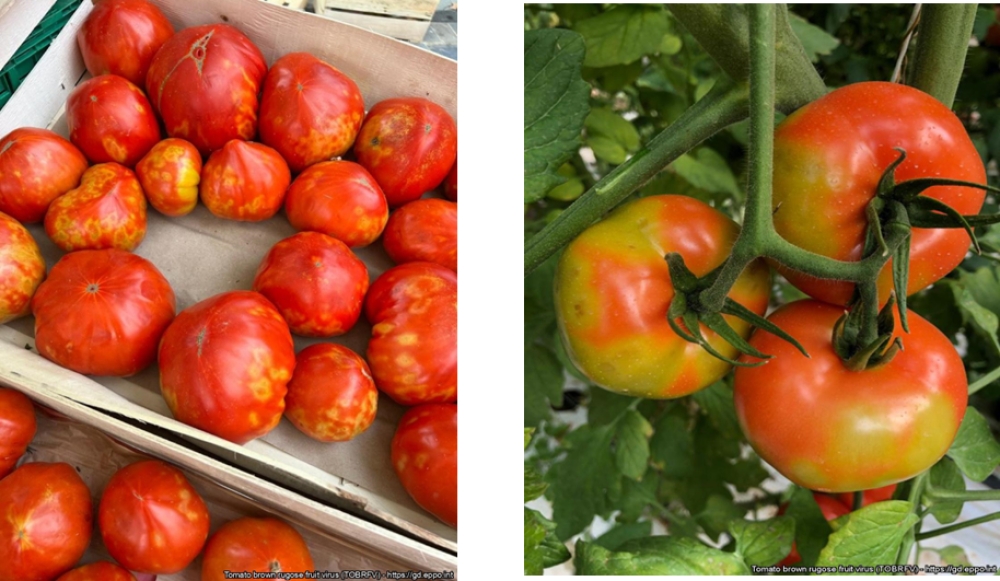 &Epsilon;&pi;&alpha;&nu;&epsilon;&mu;&phi;ά&nu;&iota;&sigma;&eta; &kappa;&alpha;&sigma;&tau;&alpha;&nu;ή&sigmaf; &rho;&upsilon;&tau;ί&delta;&omega;&sigma;&eta;&sigmaf; &tau;&eta;&sigmaf; &tau;&omicron;&mu;ά&tau;&alpha;&sigmaf; &sigma;&tau;&eta; &Lambda;&alpha;&kappa;&omega;&nu;ί&alpha;