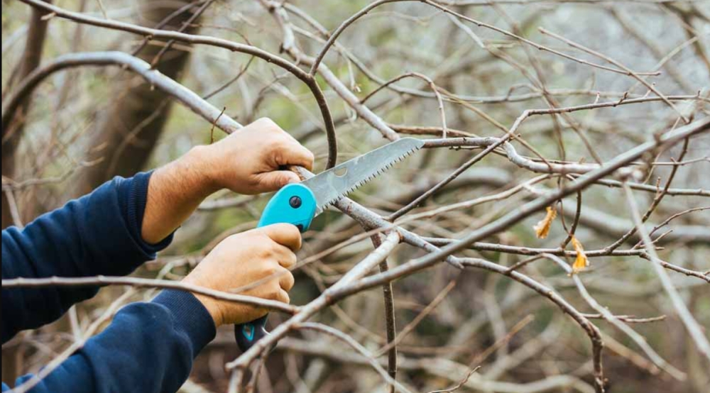 &laquo;&Kappa;&alpha;&mu;&pi;&alpha;&nu;ά&kappa;&iota;&raquo; &alpha;&pi;ό &tau;&omicron;&nu; &Delta;. &Sigma;&pi;ά&rho;&tau;&eta;&sigmaf; &gamma;&iota;&alpha; &epsilon;&pi;&iota;&kappa;ί&nu;&delta;&upsilon;&nu;&alpha; &kappa;&lambda;&alpha;&delta;&iota;ά &sigma;&epsilon; &delta;&rho;ό&mu;&omicron;&upsilon;&sigmaf;