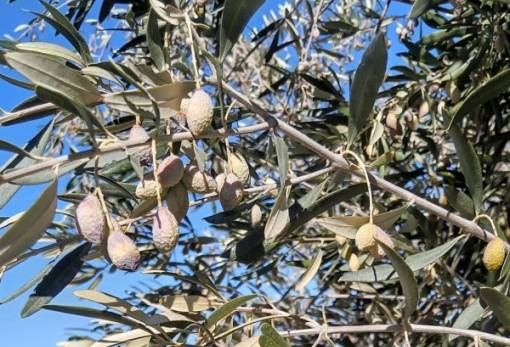 Σε απόγνωση ο αγροτικός  κόσμος της Λακωνίας