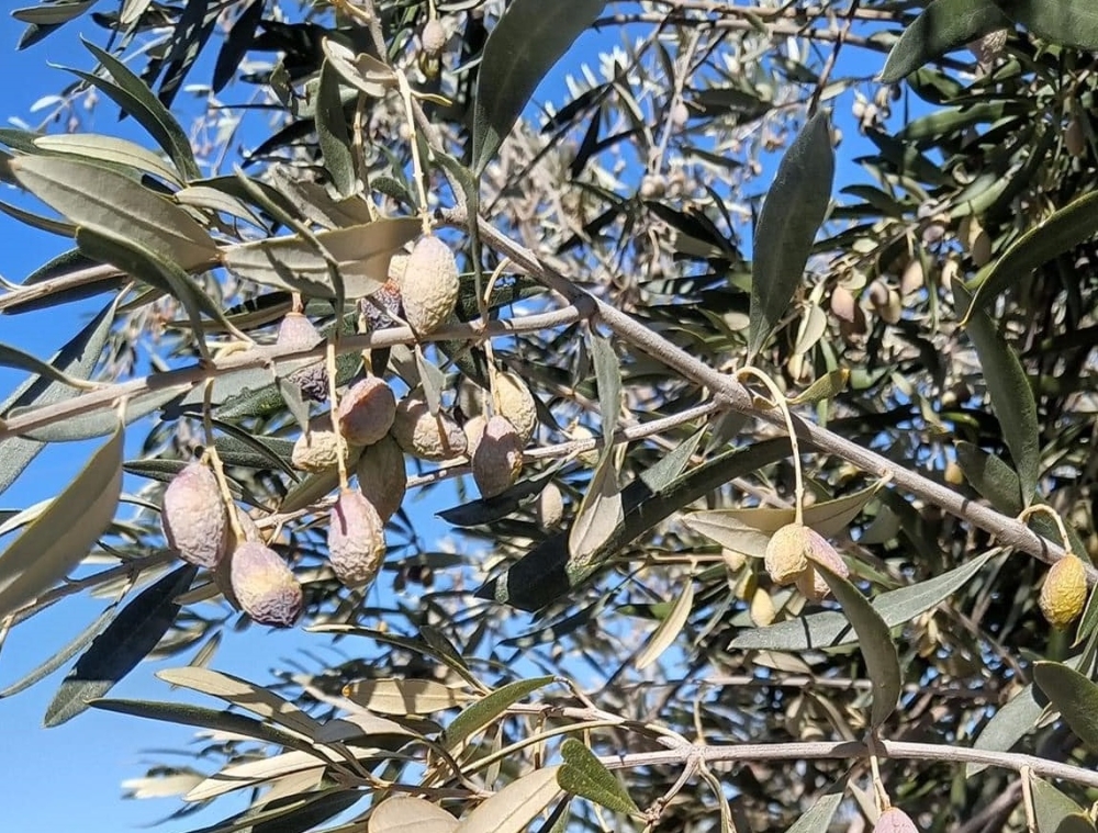&Sigma;&epsilon; &alpha;&pi;ό&gamma;&nu;&omega;&sigma;&eta; &omicron; &alpha;&gamma;&rho;&omicron;&tau;&iota;&kappa;ό&sigmaf;  &kappa;ό&sigma;&mu;&omicron;&sigmaf; &tau;&eta;&sigmaf; &Lambda;&alpha;&kappa;&omega;&nu;ί&alpha;&sigmaf;