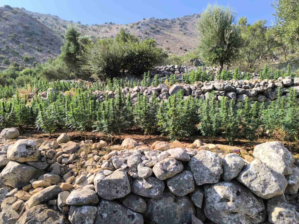 &Mu;&iota;&kappa;&rho;ό &delta;ά&sigma;&omicron;&sigmaf; &kappa;ά&nu;&nu;&alpha;&beta;&eta;&sigmaf; &beta;&rho;έ&theta;&eta;&kappa;&epsilon; &sigma;&tau;&eta;&nu; &pi;&rho;&omicron;&sigma;&eta;&lambda;&iota;&alpha;&kappa;ή &Mu;ά&nu;&eta;