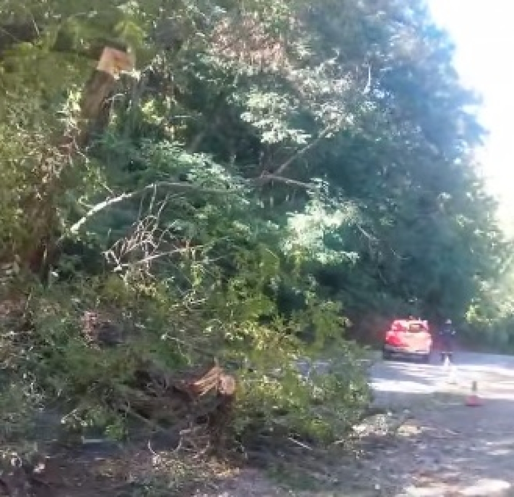 Έ&pi;&epsilon;&sigma;&epsilon; &delta;έ&nu;&tau;&rho;&omicron; &sigma;&tau;&omicron;&nu; &delta;&rho;ό&mu;&omicron; &Kappa;&alpha;&sigma;&tau;&omicron;&rho;&epsilon;ί&omicron;&upsilon;&ndash;&Gamma;&epsilon;&omega;&rho;&gamma;&iota;&tau;&sigma;ί&omicron;&upsilon; (&Phi;&Omega;&Tau;&Omicron;)
