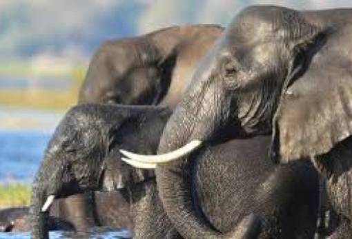 Στον Πηνειό ζούσαν κάποτε ελέφαντες, ιπποπόταμοι και ρινόκεροι