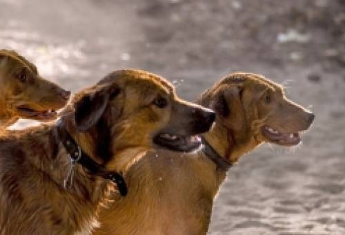 Κυνοφιλία μέχρι υπερβολής