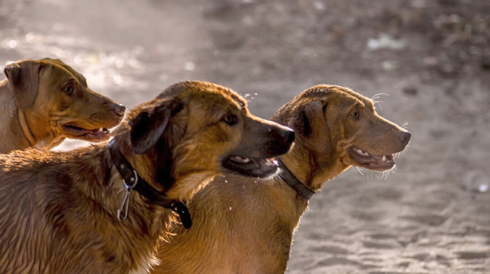 &Kappa;&upsilon;&nu;&omicron;&phi;&iota;&lambda;ί&alpha; &mu;έ&chi;&rho;&iota; &upsilon;&pi;&epsilon;&rho;&beta;&omicron;&lambda;ή&sigmaf;