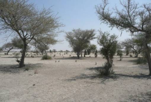 Αφρική: Η «ανθρωπογενής» κλιματική αλλαγή προκάλεσε τον φονικό καύσωνα στο Σαχέλ