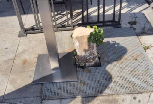 Δεν «περνάει» έτσι το τσεκούρωμα νεραντζιάς στη Σπάρτη