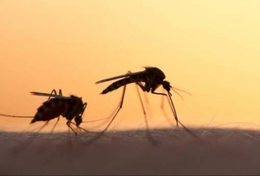 Κουνούπια «καλλιεργημένα» με μικρόβιο δεν προσβάλλονται από δάγκειο