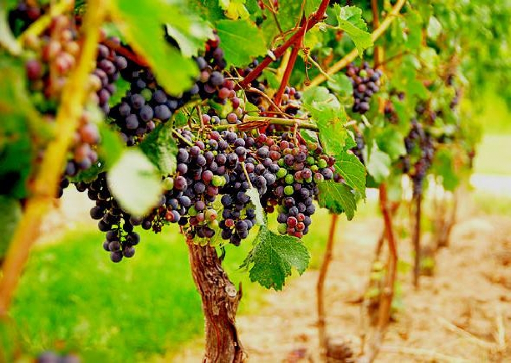 &Alpha;&nu;&alpha;&kappa;&omicron;ί&nu;&omega;&sigma;&eta; &Epsilon;&Lambda;&Gamma;&Alpha; &gamma;&iota;&alpha; &tau;&eta; &zeta;&eta;&mu;&iota;ά &alpha;&pi;ό &kappa;&alpha;ύ&sigma;&omega;&nu;&alpha; &sigma;&tau;&alpha; &alpha;&mu;&pi;έ&lambda;&iota;&alpha; &sigma;&tau;&eta;&nu; &Kappa;&omicron;&iota;&nu;ό&tau;&eta;&tau;&alpha; &Alpha;&mu;&upsilon;&kappa;&lambda;ώ&nu;