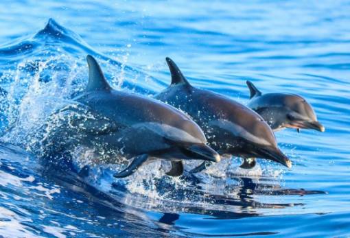Τα δελφίνια κάνουν σεξ όλο το έτος «χτίζοντας» ισχυρότερους δεσμούς