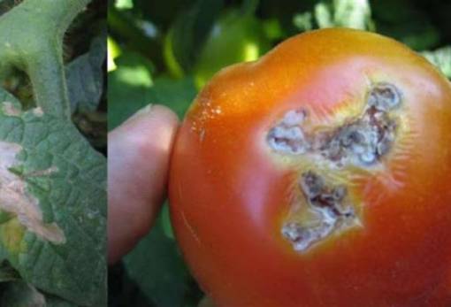 Ο ιός της καστανής ρυτίδωσης των καρπών τομάτας εμφανίστηκε στη Λακωνία