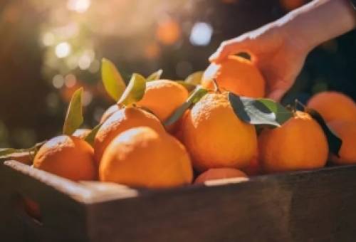 Τριάντα χρόνια «Γιορτής Πορτοκαλιού» στη Στεφανιά