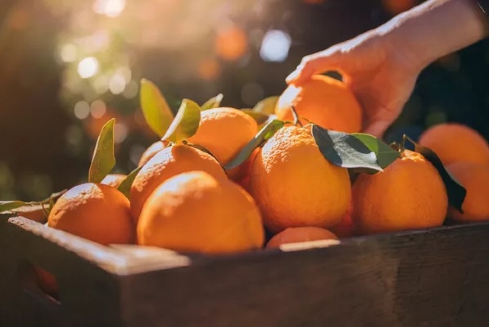 &Tau;&rho;&iota;ά&nu;&tau;&alpha; &chi;&rho;ό&nu;&iota;&alpha; &laquo;&Gamma;&iota;&omicron;&rho;&tau;ή&sigmaf; &Pi;&omicron;&rho;&tau;&omicron;&kappa;&alpha;&lambda;&iota;&omicron;ύ&raquo; &sigma;&tau;&eta; &Sigma;&tau;&epsilon;&phi;&alpha;&nu;&iota;ά