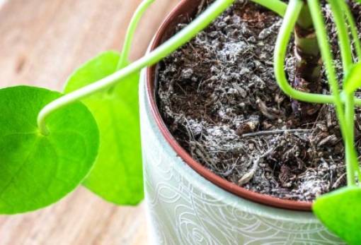 Κανέλα: 6 τρόποι που μπορείς να την χρησιμοποιήσεις στα φυτά σου