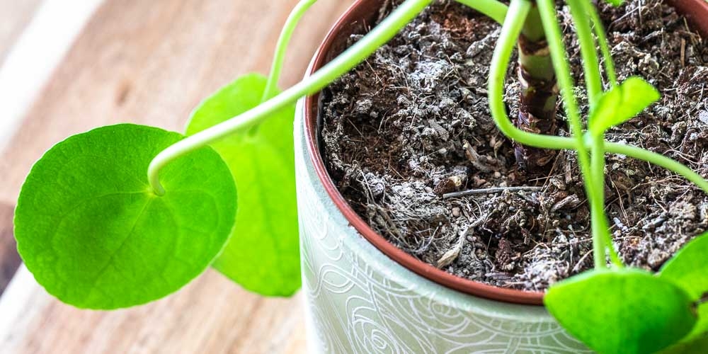 &Kappa;&alpha;&nu;έ&lambda;&alpha;: 6 &tau;&rho;ό&pi;&omicron;&iota; &pi;&omicron;&upsilon; &mu;&pi;&omicron;&rho;&epsilon;ί&sigmaf; &nu;&alpha; &tau;&eta;&nu; &chi;&rho;&eta;&sigma;&iota;&mu;&omicron;&pi;&omicron;&iota;ή&sigma;&epsilon;&iota;&sigmaf; &sigma;&tau;&alpha; &phi;&upsilon;&tau;ά &sigma;&omicron;&upsilon;