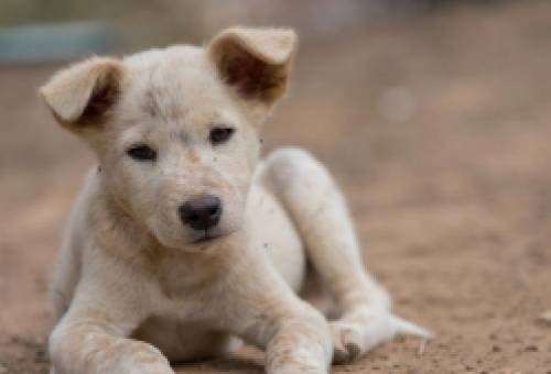 Υιοθετήστε ένα Αδέσποτο