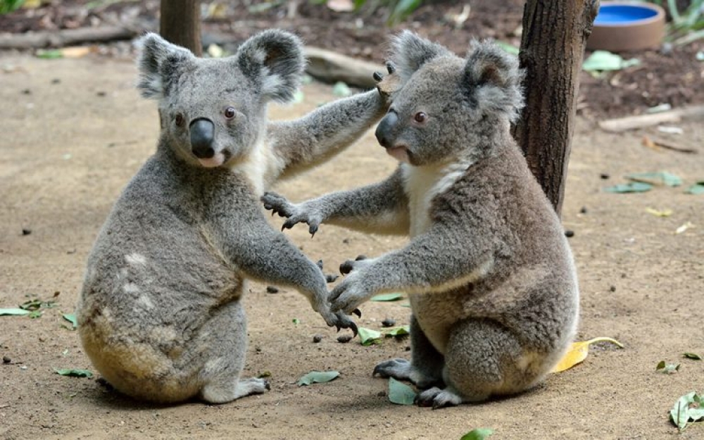 &Tau;&alpha; &chi;&lambda;&alpha;&mu;ύ&delta;&iota;&alpha; &alpha;&pi;&omicron;&delta;&epsilon;&kappa;&alpha;&tau;ί&zeta;&omicron;&upsilon;&nu; &tau;&alpha; &kappa;&omicron;ά&lambda;&alpha; &tau;&eta;&sigmaf; &Alpha;&upsilon;&sigma;&tau;&rho;&alpha;&lambda;ί&alpha;&sigmaf;