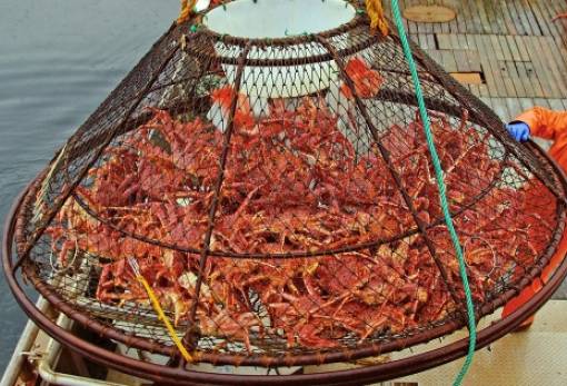 Εξαφάνιση δισεκατομμυρίων καβουριών από την Αλάσκα