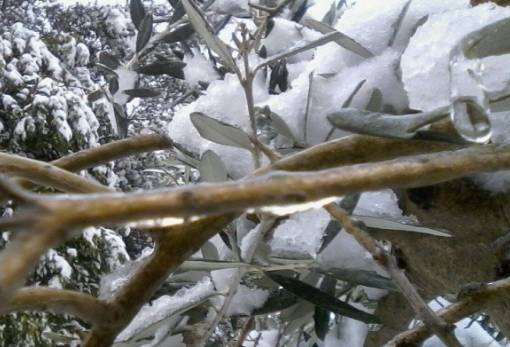 Πορίσματα επανεκτίμησης ζημιών για τον παγετό του 2022 στον Δ. Σπάρτης