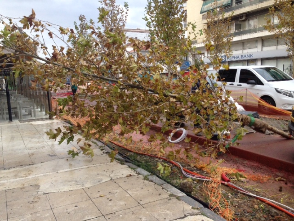 &Gamma;&iota;&alpha;&tau;ί έ&pi;&epsilon;&sigma;&epsilon; &omicron; &pi;&lambda;ά&tau;&alpha;&nu;&omicron;&sigmaf; &sigma;&tau;&eta;&nu; &Pi;&alpha;&lambda;&alpha;&iota;&omicron;&lambda;ό&gamma;&omicron;&upsilon;; (&Phi;&omega;&tau;&omicron;&sigmaf;)
