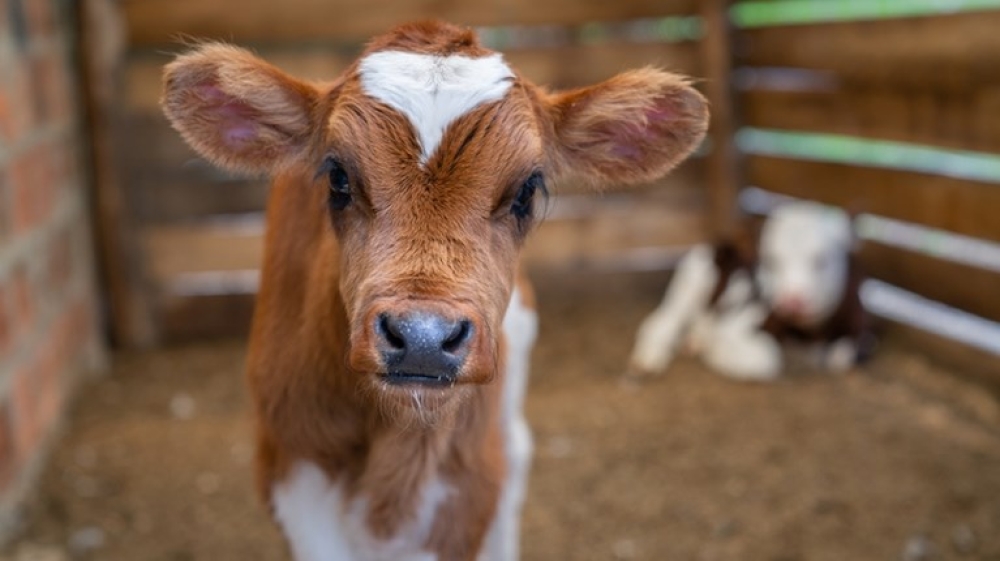 &Delta;ί&delta;&upsilon;&mu;&omicron; &mu;&epsilon; ά&gamma;&nu;&omega;&sigma;&tau;&omicron; &sigma;&upsilon;&nu;&epsilon;&rho;&gamma;ό &pi;ί&sigma;&omega; &alpha;&pi;ό &zeta;&omega;&omicron;&kappa;&lambda;&omicron;&pi;ή &sigma;&epsilon; &mu;&alpha;&nu;&tau;&rho;ί &sigma;&tau;&eta; &Mu;ά&nu;&eta;