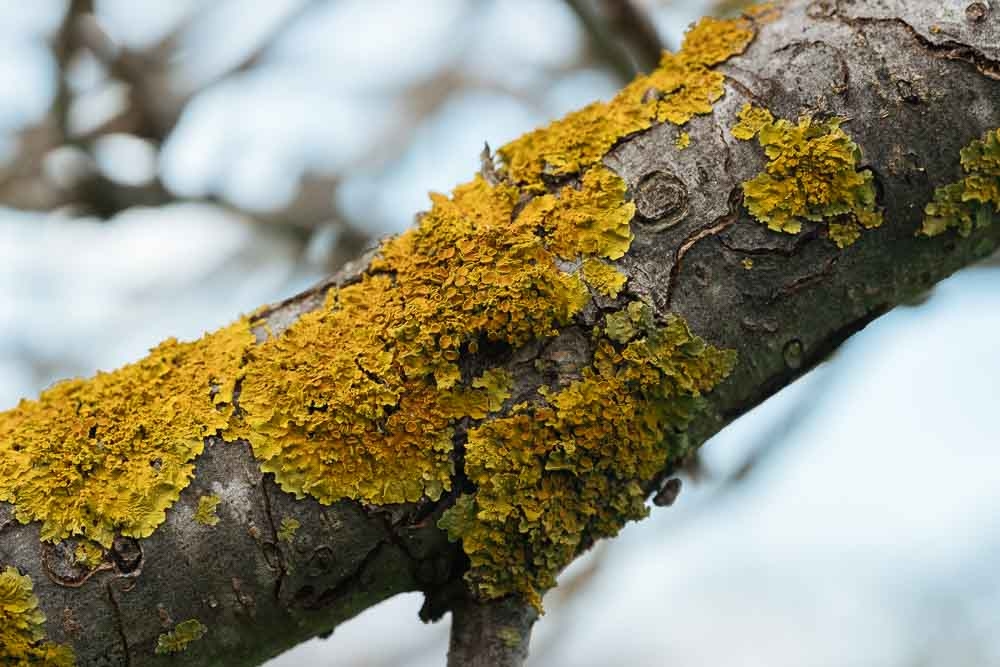 &Lambda;&epsilon;&iota;&chi;ή&nu;&epsilon;&sigmaf;: &Mu;&iota;&alpha; &beta;&lambda;ά&sigma;&tau;&eta;&sigma;&eta; &tau;ό&sigma;&omicron; &alpha;&nu;&theta;&epsilon;&kappa;&tau;&iota;&kappa;ή, &pi;&omicron;&upsilon; &mu;&pi;&omicron;&rho;&epsilon;ί &nu;&alpha; &epsilon;&pi;&iota;&beta;&iota;ώ&sigma;&epsilon;&iota; &kappa;&alpha;&iota; &sigma;&tau;&omicron; &delta;&iota;ά&sigma;&tau;&eta;&mu;&alpha;