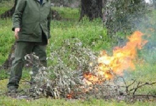 Η καύση κλαδιών σε χωράφι στη Σπάρτη στοίχισε… σύλληψη και τσουχτερό πρόστιμο