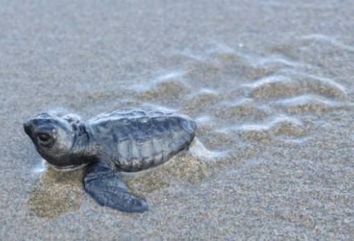 «Αποκρυπτογράφησαν» την άγνωστη κατανομή των φωλιών των θαλάσσιων χελωνών