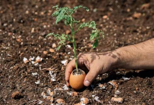 Πώς τα τσόφλια αυγού κάνουν καλό στα φυτά σου