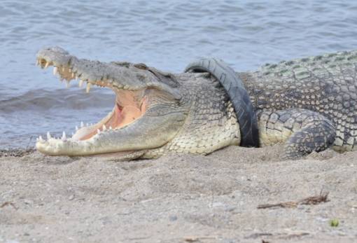 Κροκόδειλος πέρασε πέντε χρόνια σφηνωμένος σε λάστιχο μοτισικλέτας