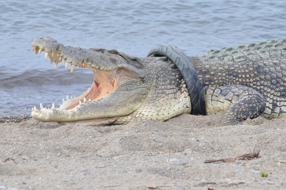 &Kappa;&rho;&omicron;&kappa;ό&delta;&epsilon;&iota;&lambda;&omicron;&sigmaf; &pi;έ&rho;&alpha;&sigma;&epsilon; &pi;έ&nu;&tau;&epsilon; &chi;&rho;ό&nu;&iota;&alpha; &sigma;&phi;&eta;&nu;&omega;&mu;έ&nu;&omicron;&sigmaf; &sigma;&epsilon; &lambda;ά&sigma;&tau;&iota;&chi;&omicron; &mu;&omicron;&tau;&iota;&sigma;&iota;&kappa;&lambda;έ&tau;&alpha;&sigmaf;