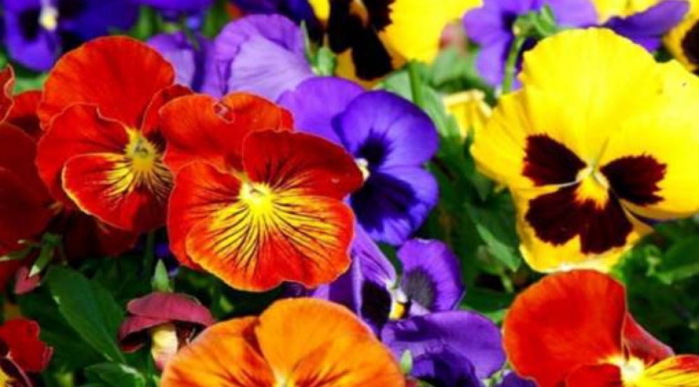 &laquo;&Gamma;&iota;&omicron;&rho;&tau;ή &Lambda;&omicron;&upsilon;&lambda;&omicron;&upsilon;&delta;&iota;ώ&nu;&raquo; &gamma;&iota;&alpha; έ&kappa;&tau;&eta; &chi;&rho;&omicron;&nu;&iota;ά &sigma;&tau;&omicron; &Gamma;ύ&theta;&epsilon;&iota;&omicron;!